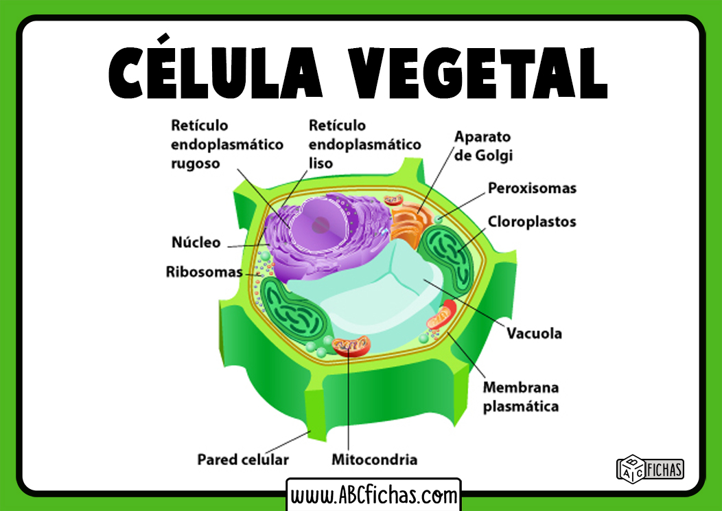 Organizacion de celula vegetal