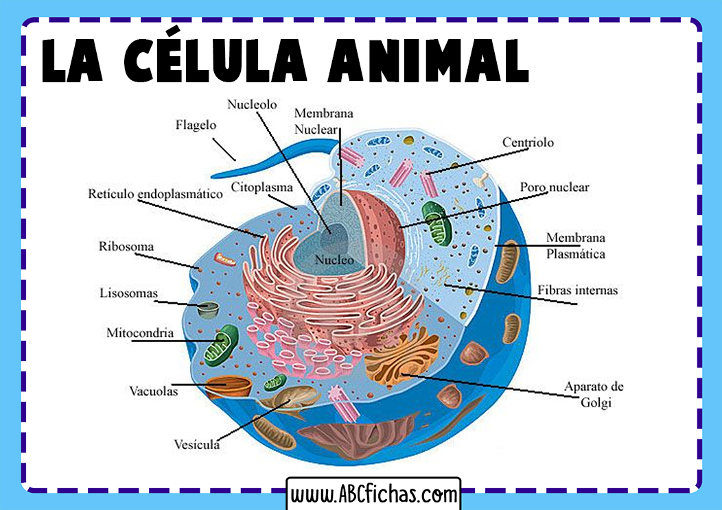 Organizacion de la celula animal
