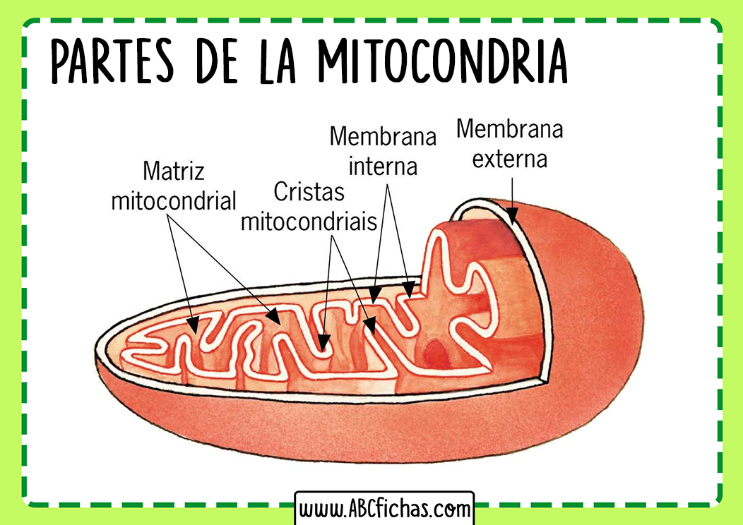 Organizacion de la mitocondria