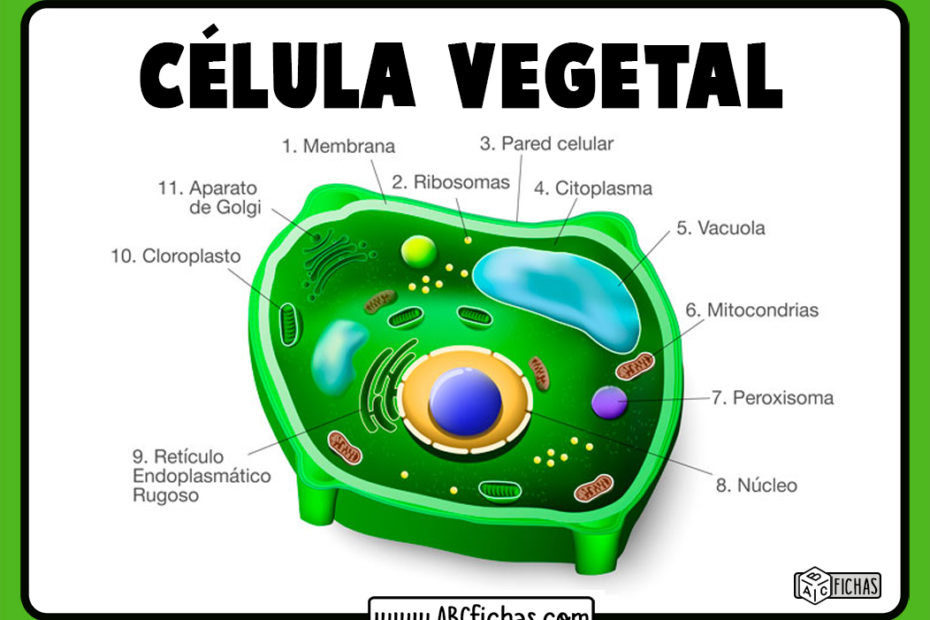 Partes celula vegetal
