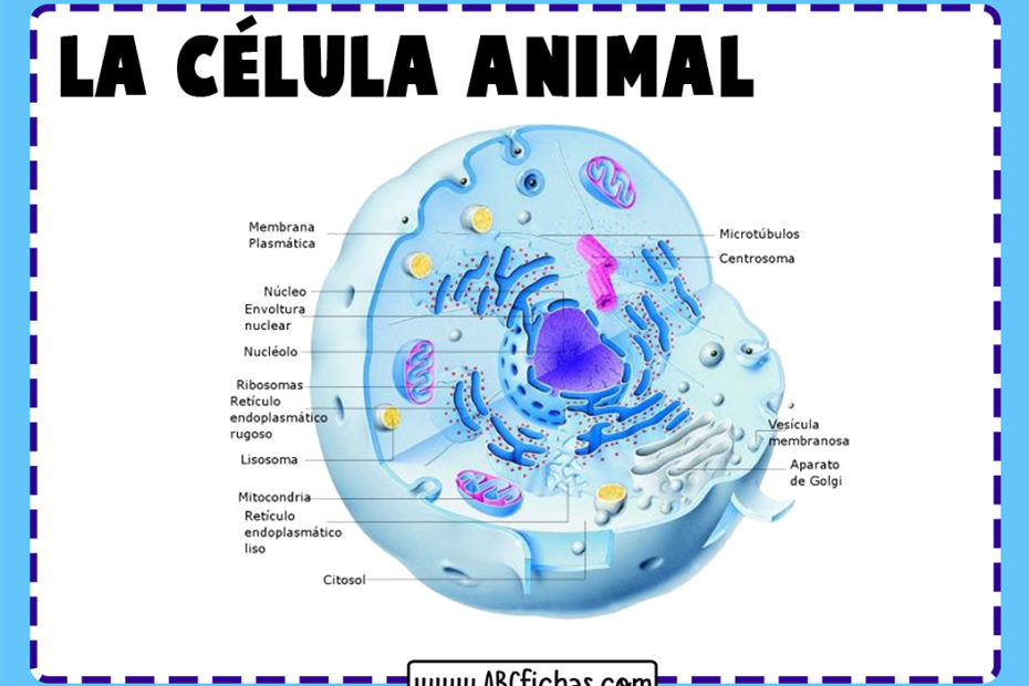 Partes de la celula animal