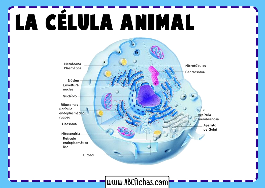 Partes de la celula animal