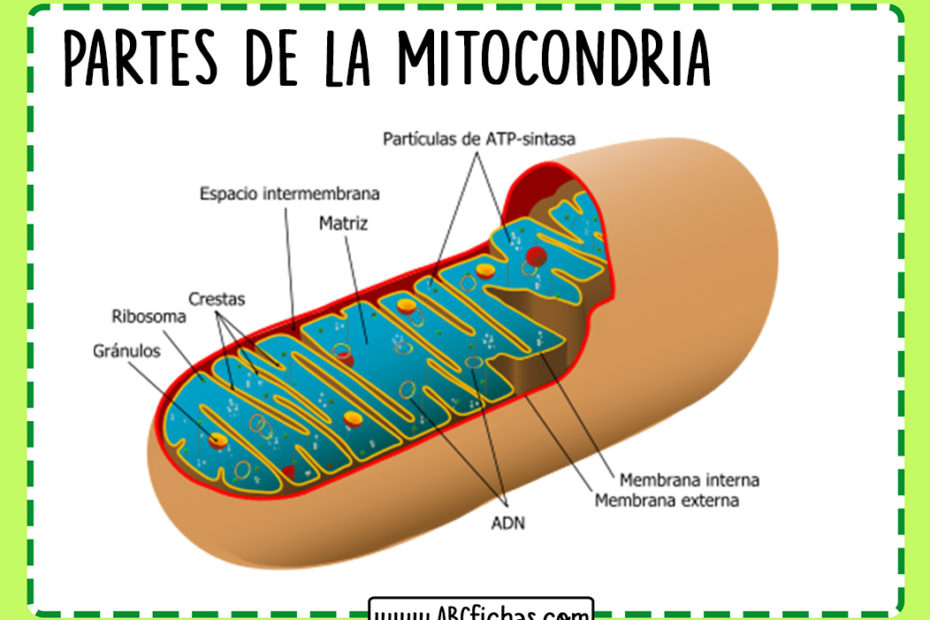 Partes de la mitocondria