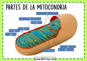 Partes de la mitocondria sin nombres