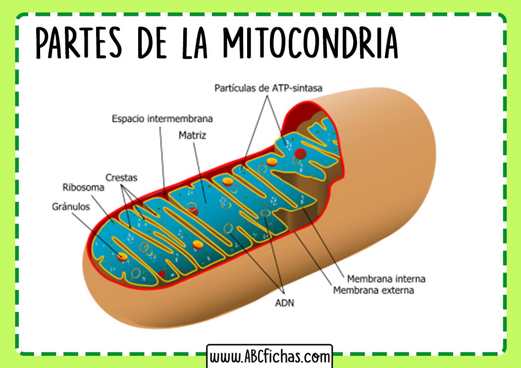 Partes de la mitocondria