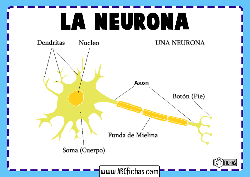 Partes de la neurona