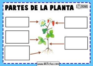 Partes de la planta sin nombres para rellenar