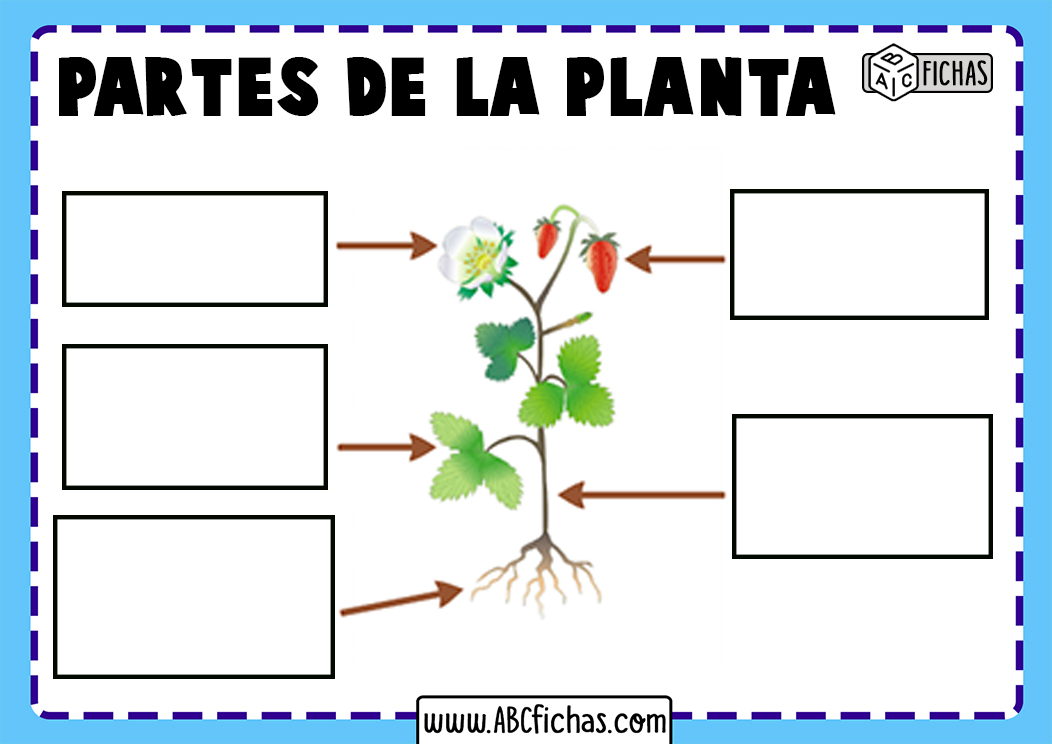 Partes de la planta sin nombres para rellenar