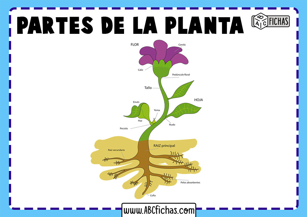 Partes de las plantas