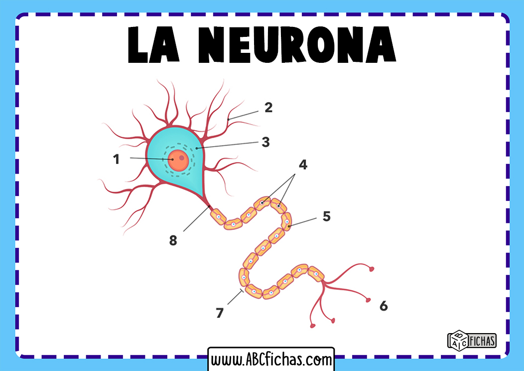 Partes de una neurona sin nombres para rellenar