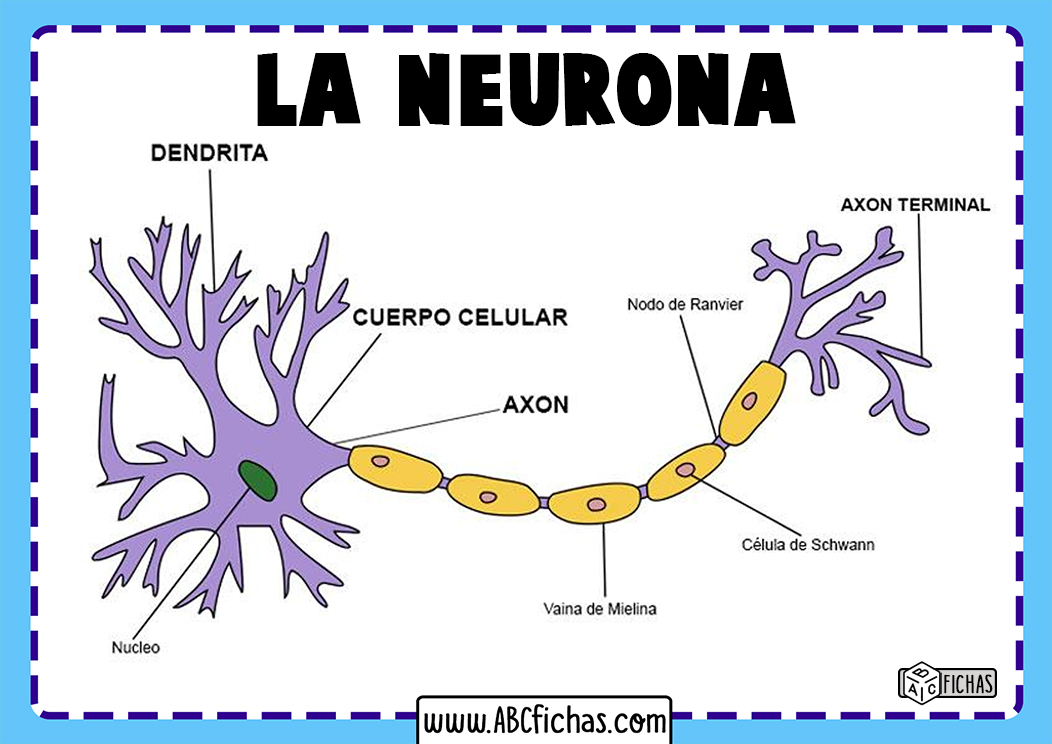 Partes de una neurona