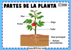 Partes de una planta