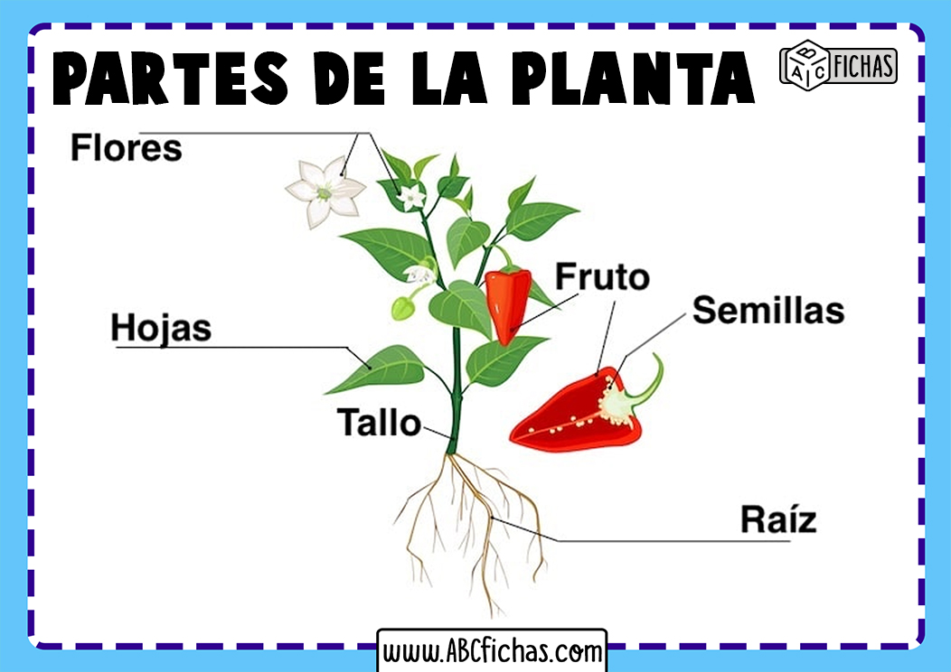 Partes que forman una planta