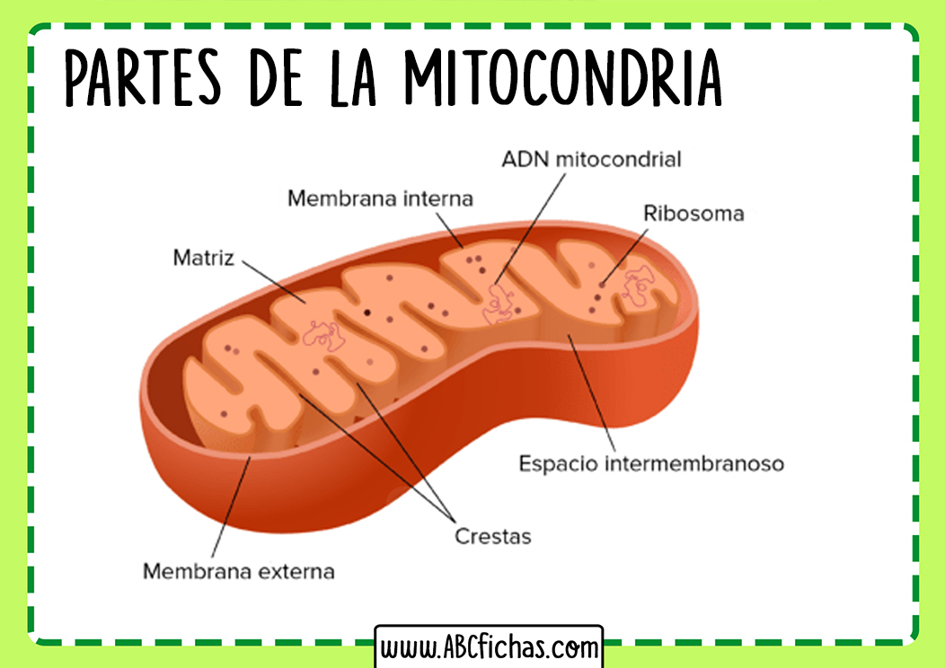 Partes y estructura de la mitocondria