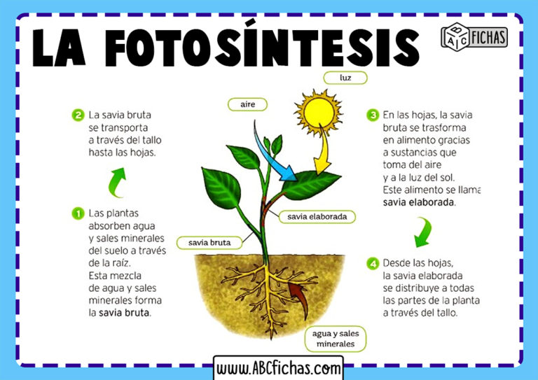 La fotosíntesis para que sirve