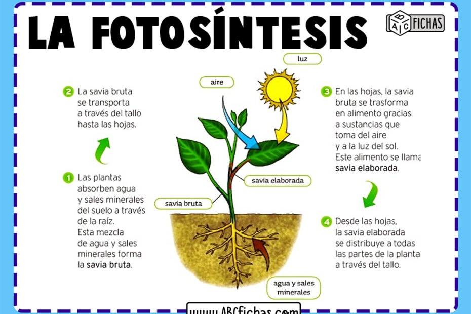 Proceso de la fotosintesis