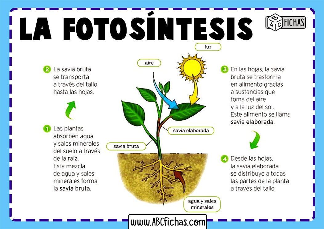 Cual es el nitrogeno para las plantas