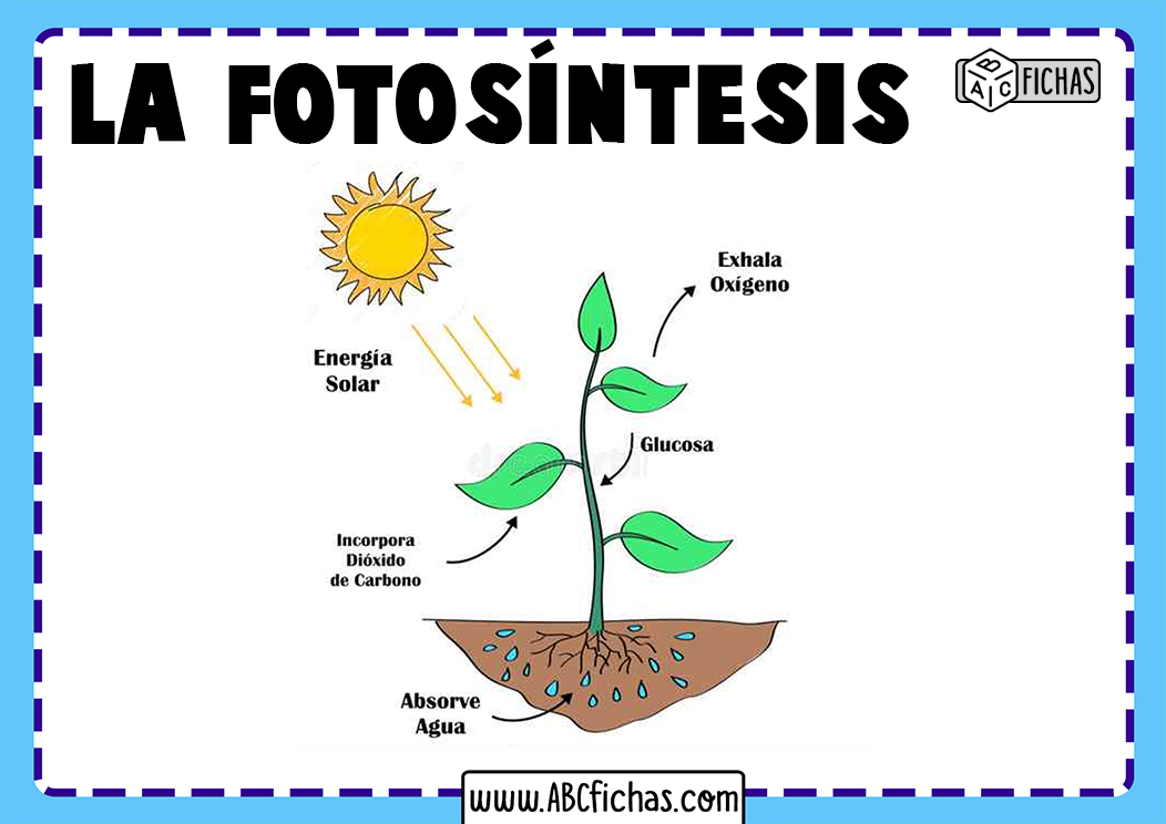 Fotosintesis de las plantas