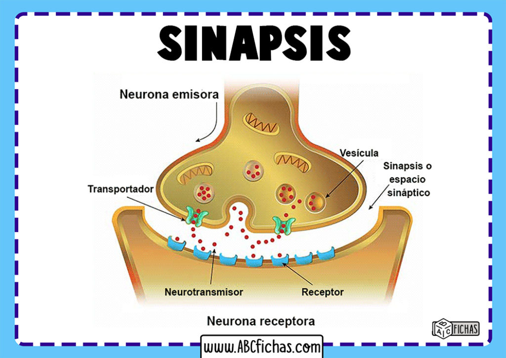Que es la sinapsis - ABC Fichas