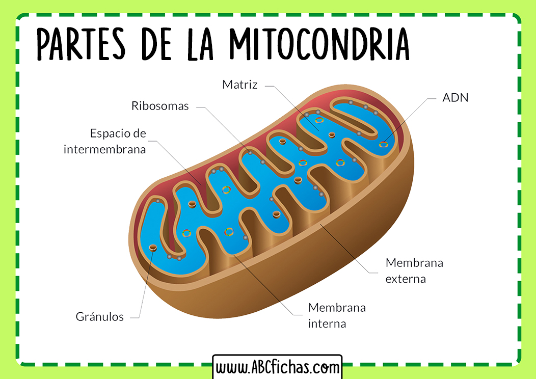 Que es una mitocondria y cuales son sus partes