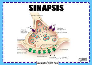 Sinapsis dibujo