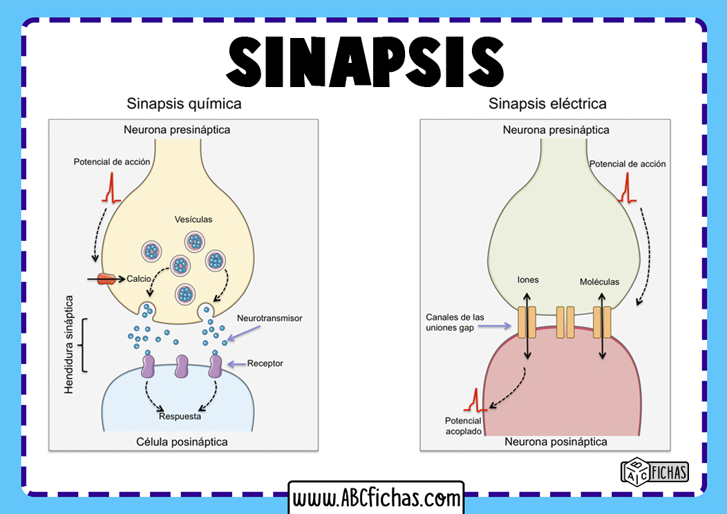 Sinapsis electrica y quimica