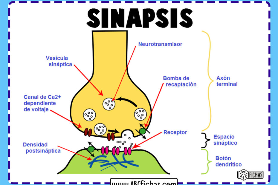 Sinapsis neuronal