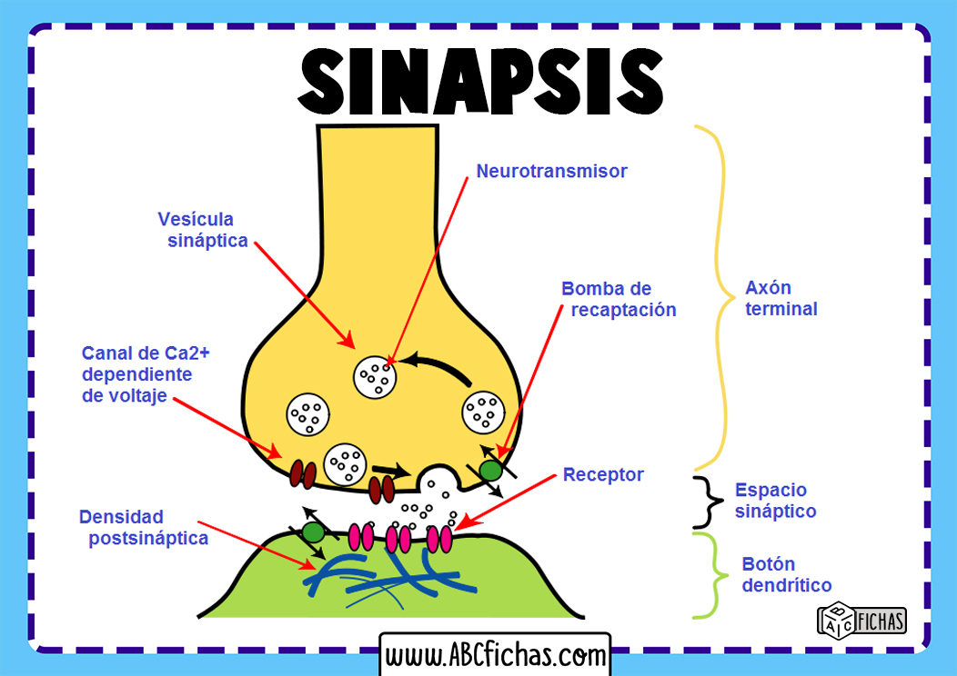 Sinapsis neuronal - ABC Fichas
