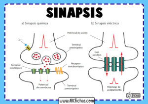 Sinapsis quimica y sinapsis electrica