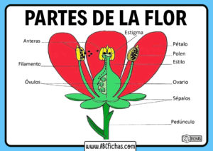 Anatomia de la flor