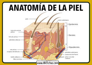 Anatomia de la piel