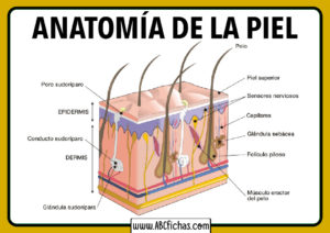 Anatomia de la piel humana