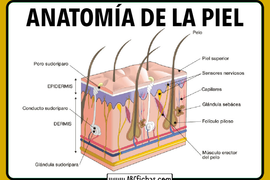 Anatomia de la piel humana