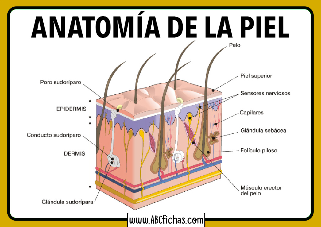 Anatomía de la Humana | Partes y Funciones de La