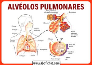 Anatomia de los alveolos pulmonares