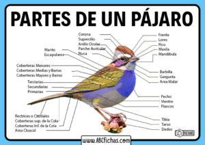 Anatomia de los pajaros