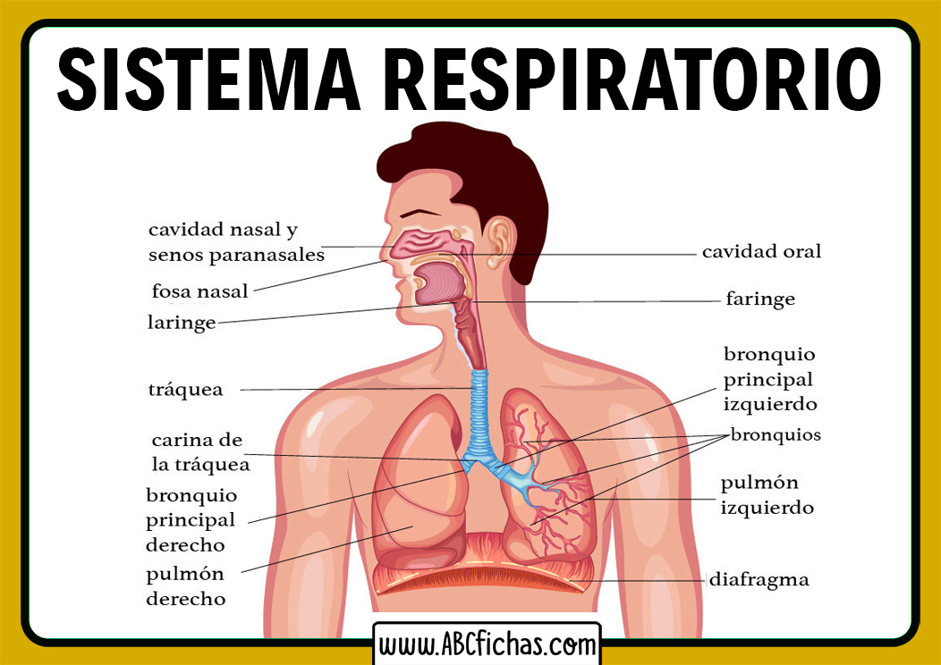 Anatomia del aparato respiratorio ABC Fichas