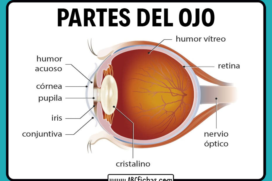 Anatomia del ojo humano