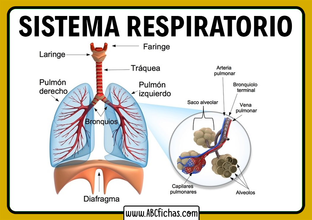 Anatomia Del Sistema Respiratorio FDPLEARN Anatomia Del Sistema Respiratorio FDPLEARN