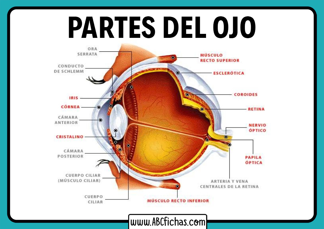 Saco conjuntival del ojo donde está