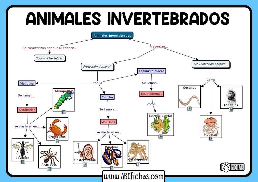 Animales invertebrados clasificacion