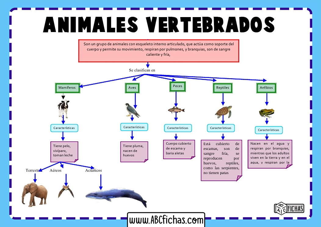 Animales vertebrados clasificacion