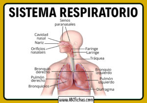Aparato respiratorio