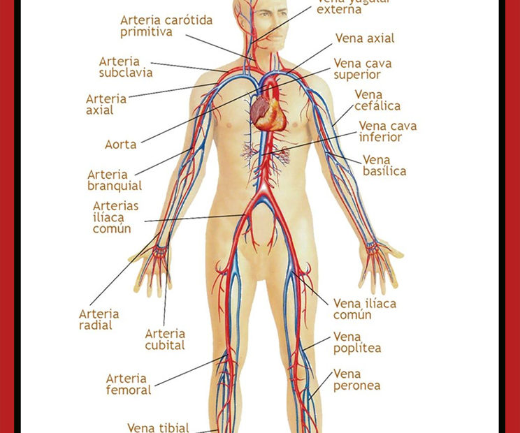 Arterias del cuerpo humano