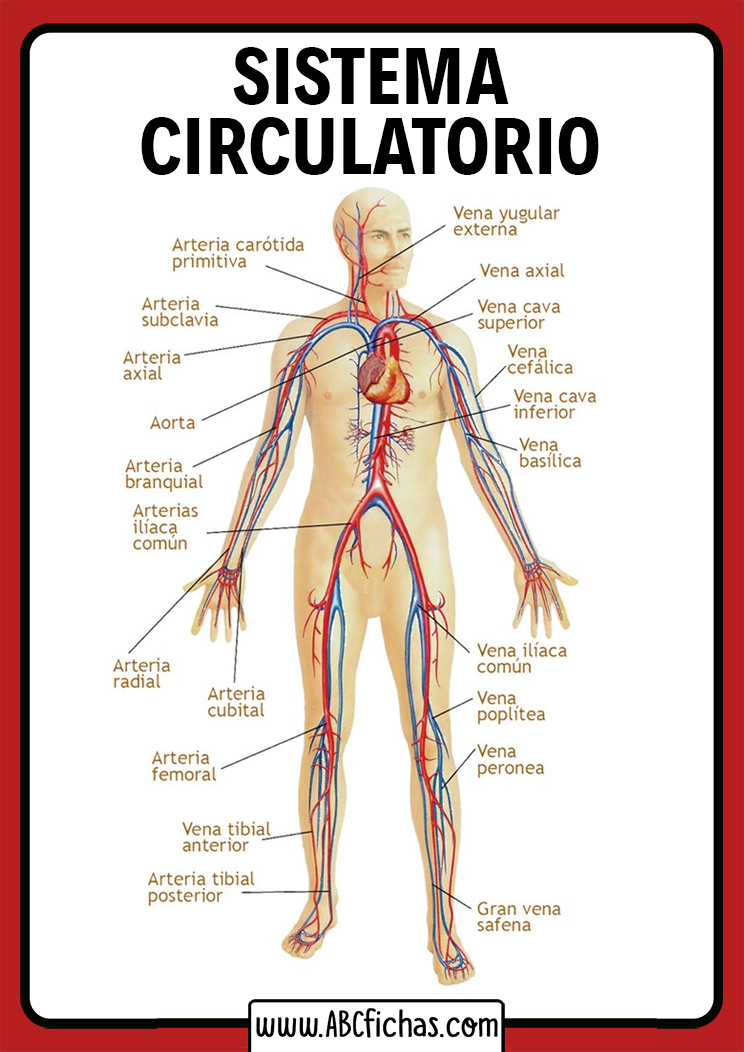 Arterias del cuerpo humano