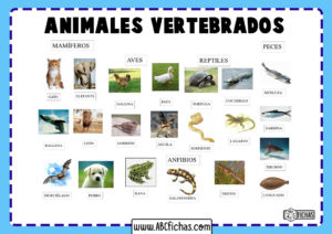 Clasificacion de los animales vertebrados