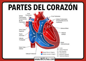Como funciona el corazon y sus partes
