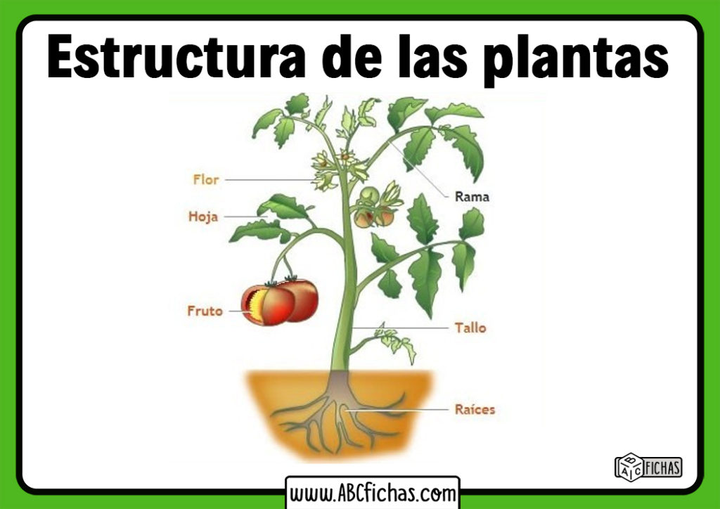 Cuales Son Las Partes De Una Planta Abc Fichas