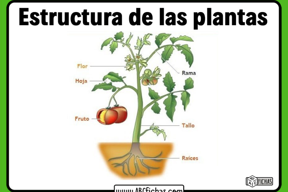 Cuales son las partes de una planta