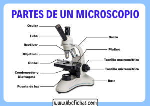 Cuales son las partes de un microscopio